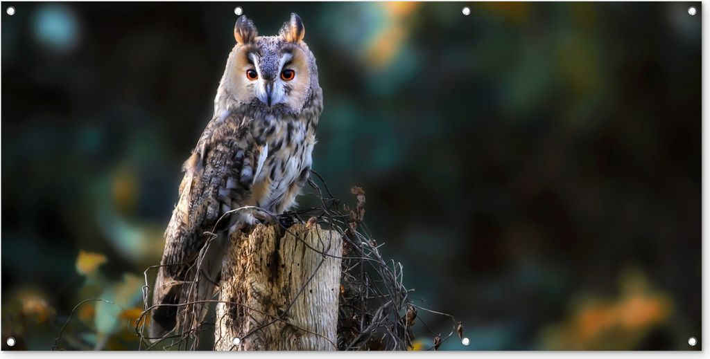 MuchoWow 160x80 cm Outdoor-Poster Gartendeko Sichtschutz Garten Poster für den Garten Eule - Herbst - Vogel - Äste