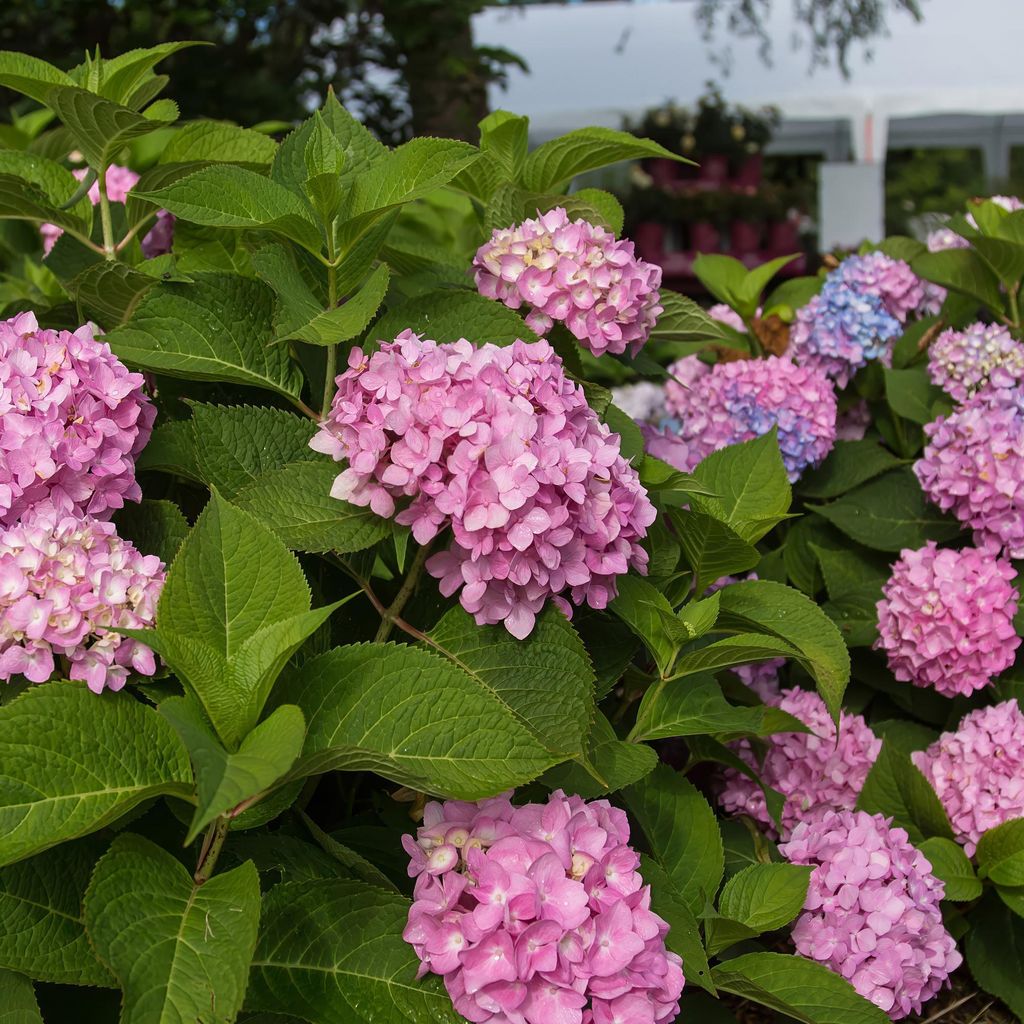 Green boutiQ - Gartenpflanze - Hydrangea Endles Summer The Produktbild 