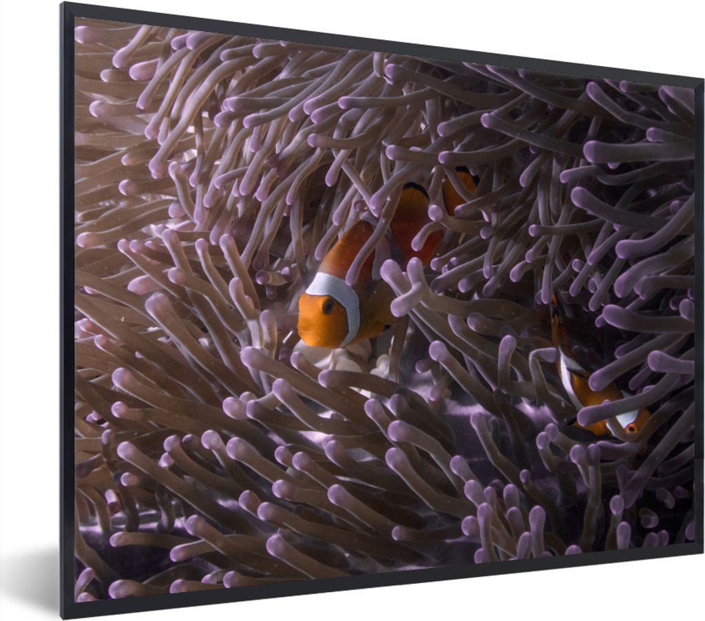 MuchoWow MuchoWow Gerahmtes Poster Clownfisch versteckt zwischen Seeanemonen 80x60 cm - Poster mit zchwarzem Bilderrahmen - Schwarzem - Mit Ges...