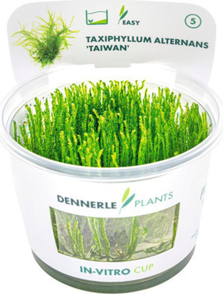 Taiwan Moos - Taxiphyllum alternans Taiwan In-Vitro