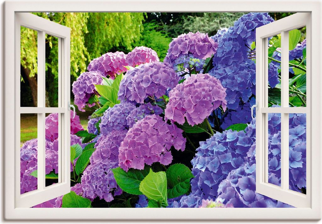 ARTland Leinwandbild fensterblick Hortensien im Garten Größe: 70x50 cm
