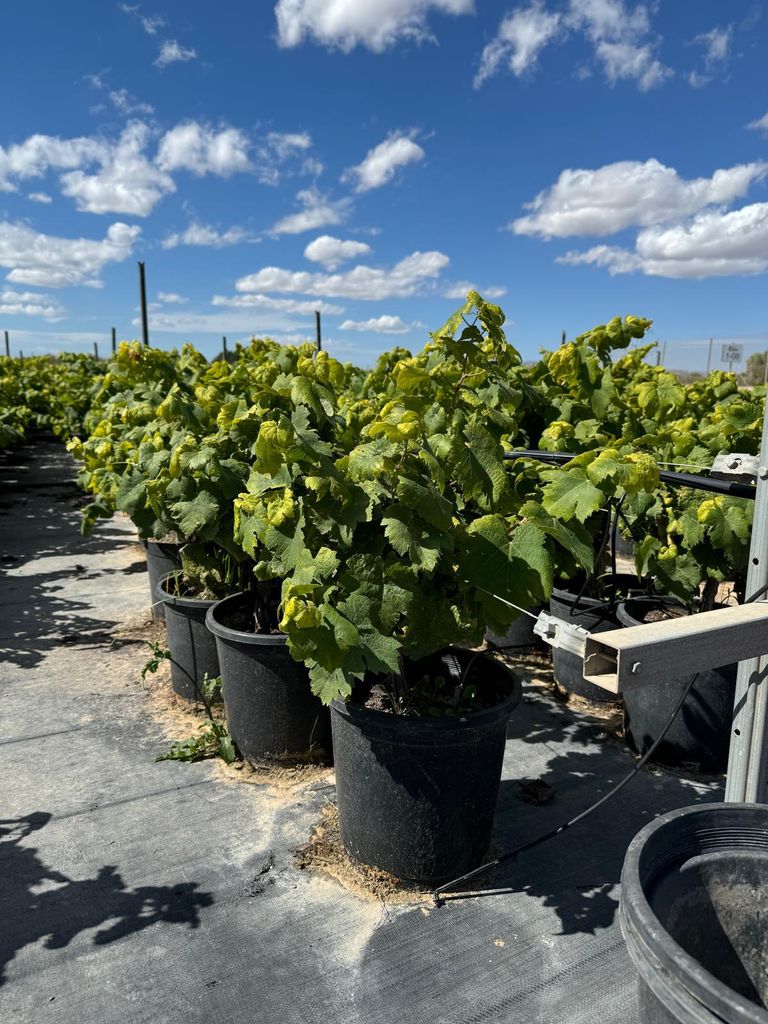 Rows of potted grapevines under a blue sky with white clouds.
