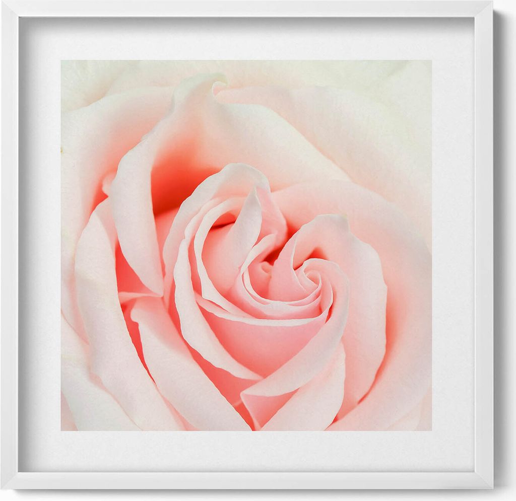 Nahaufnahme von Rosenblüten– Wandbild mit Rahmen – Gerahmtes Bild – Wanddekoration – 50x50 cm – Weiß Rahmen