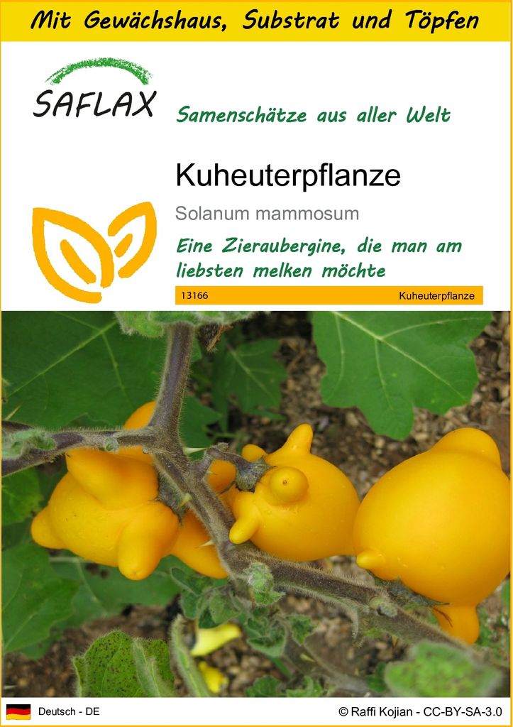 SAFLAX Anzucht Set - Kuheuterpflanze - Solanum mammosum - 10 Samen - Mit Mini-Gewächshaus, Anzuchtsubstrat und 2 Töpfen