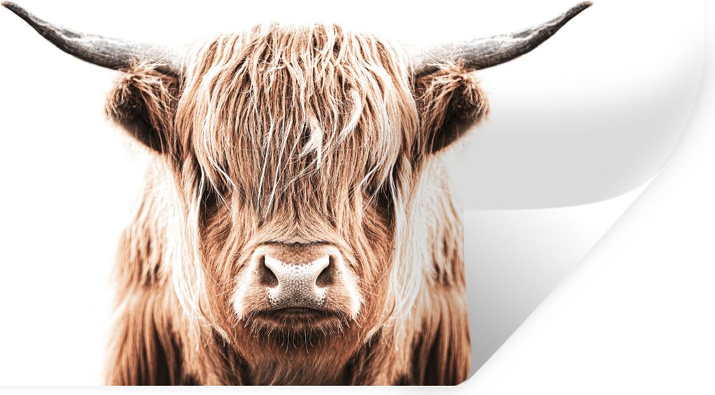 MuchoWow Wandtattoo Wandsticker Wandaufkleber Schottischer Highlander - Kuh - Tiere 120x60 cm Selbstklebend und Repositionierbar - Sticker - Deko...
