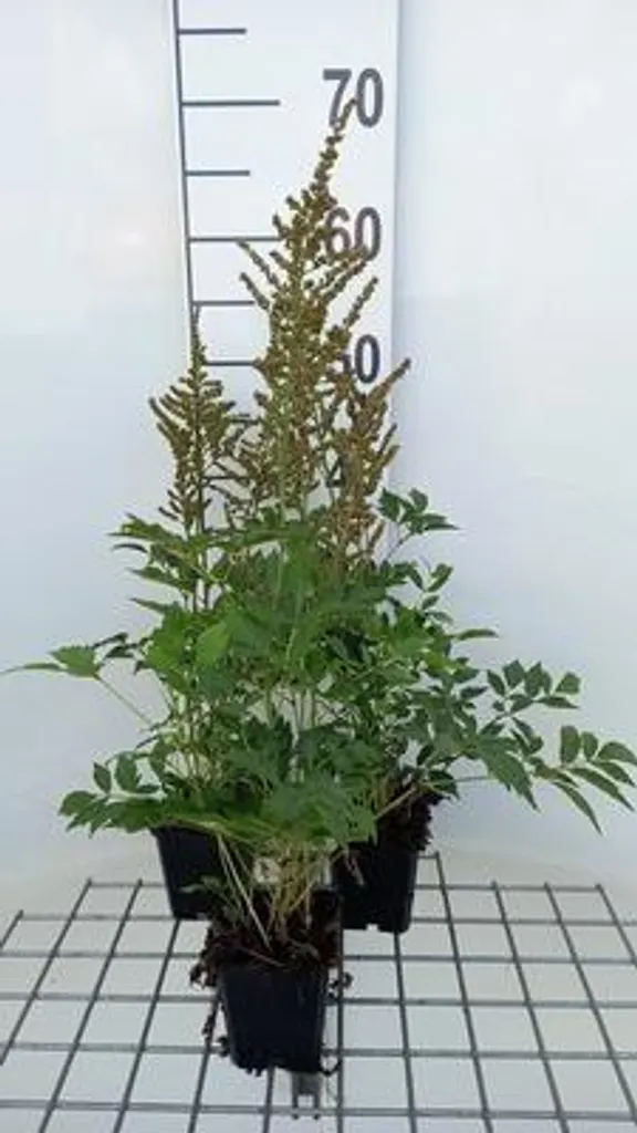 Lot de 6 Astilbe arendsii Amethyst Splendor en Pots de 9x9 cm