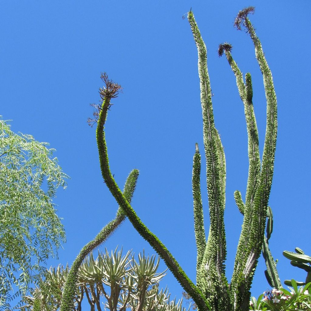 Madagaskar-Ocotillo (Alluaudia procera) - 10 Samen