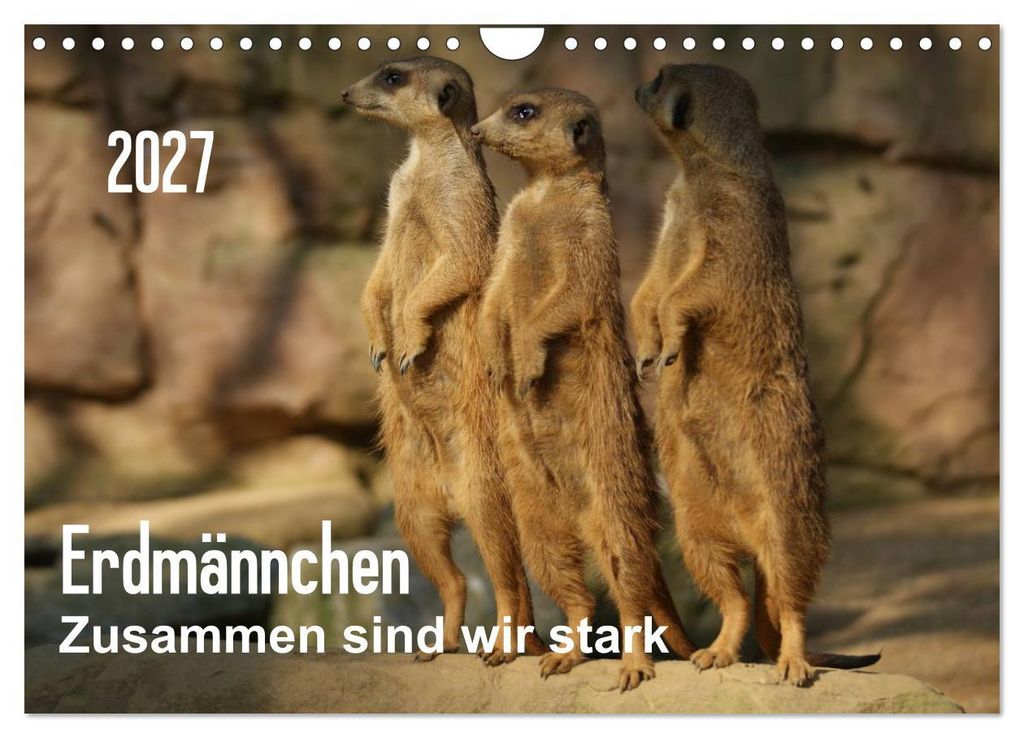 Erdmännchen – Zusammen sind wir stark / CH-Version (Wandkalender 2027 DIN A4 quer), CALVENDO Monatskalender