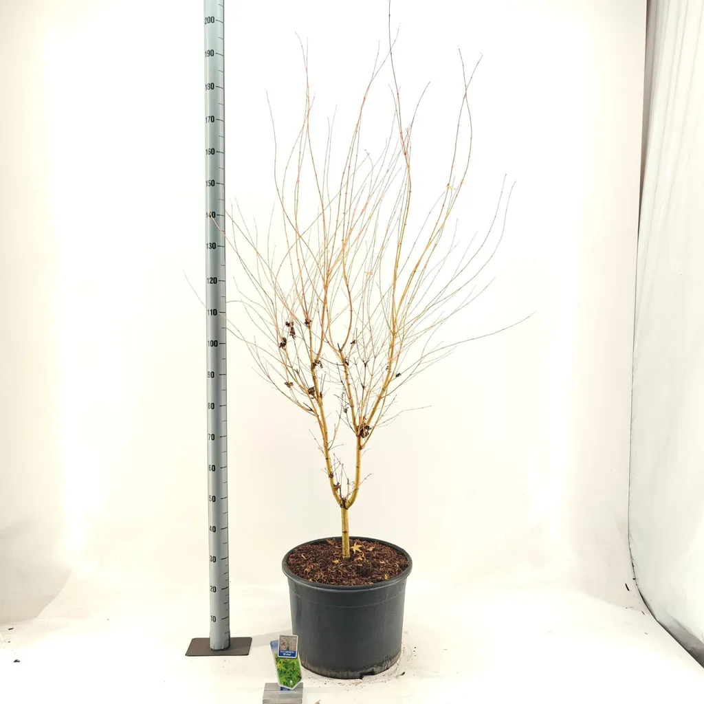 Aménager un jardin zen avec l'Érable Bi-Hoo jaune, pot 100-120 cm