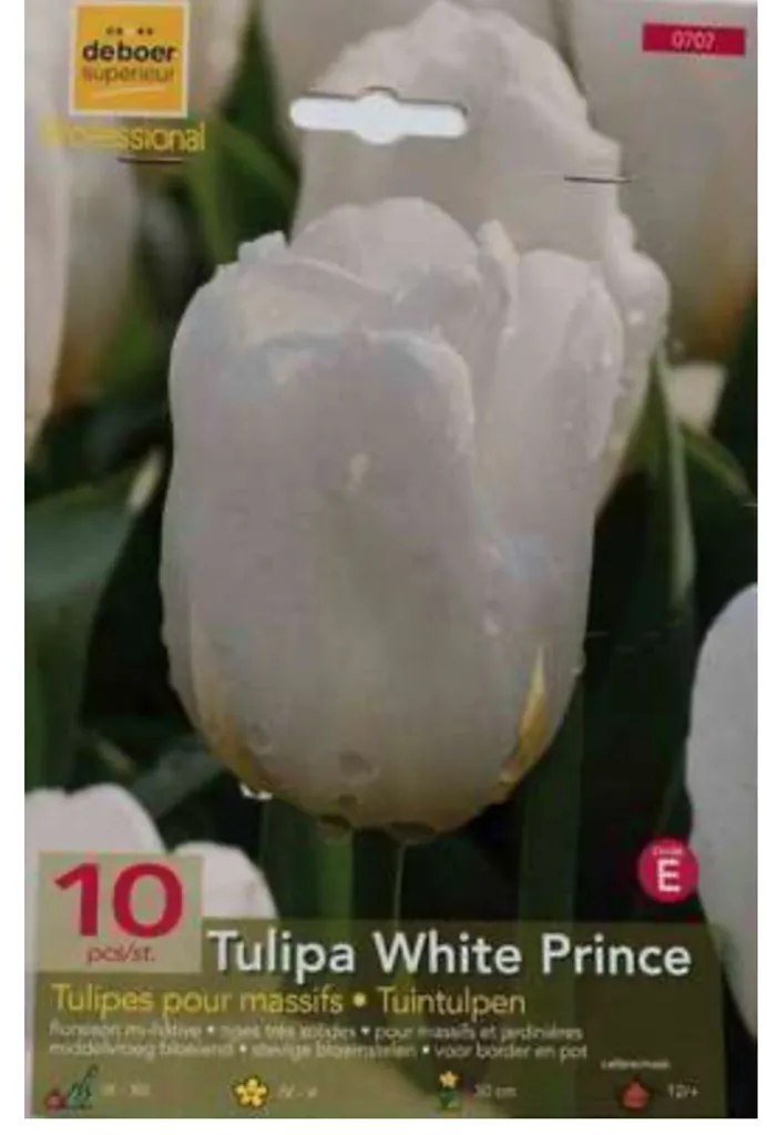 Tulipa White Prince : Bulbe de Tulipe Résistant pour Jardin Venté