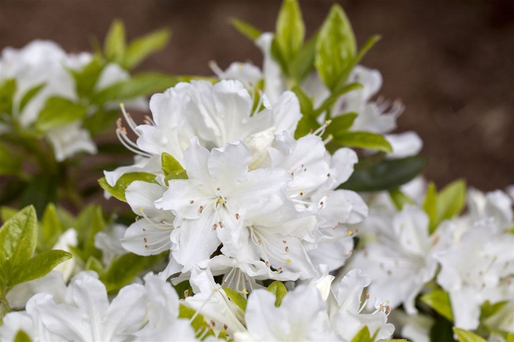 Rhododendron obtusum 'Palestrina', weiß, 20–25 cm