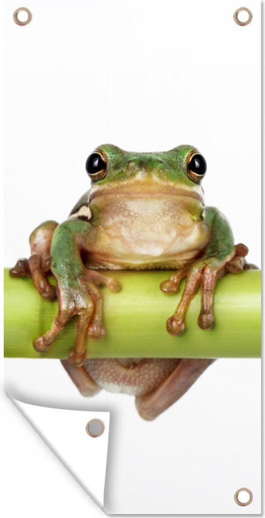 MuchoWow 40x80 cm Outdoor-Poster Gartendeko Sichtschutz Garten Poster für den Garten Frosch - Bambus - Weiß