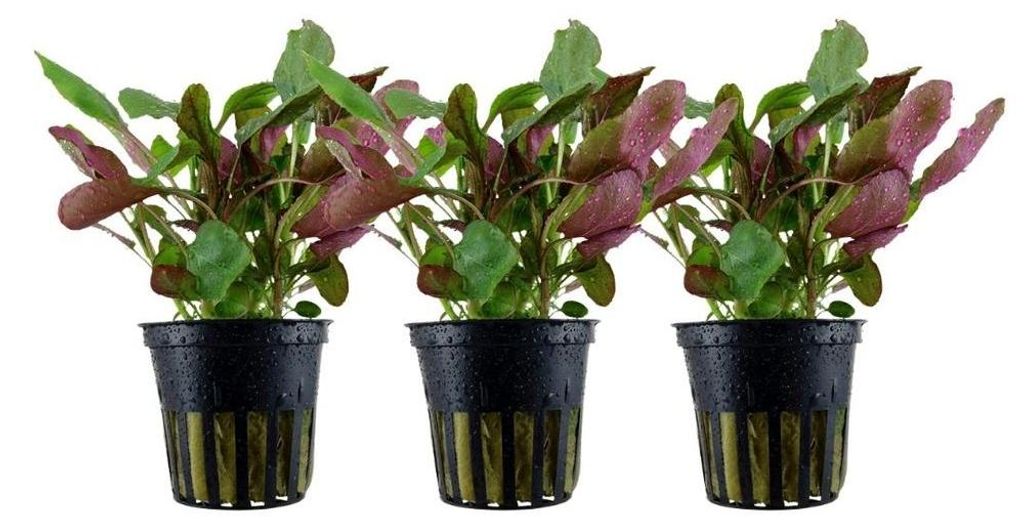 Aquarium Pflanze 3 Stück Lobelia cardinalis Wasserpflanze Produktbild 