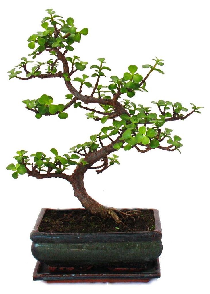 Bonsai – Portulacaria afra – jadeitový strom – africký Obrázek produktu 