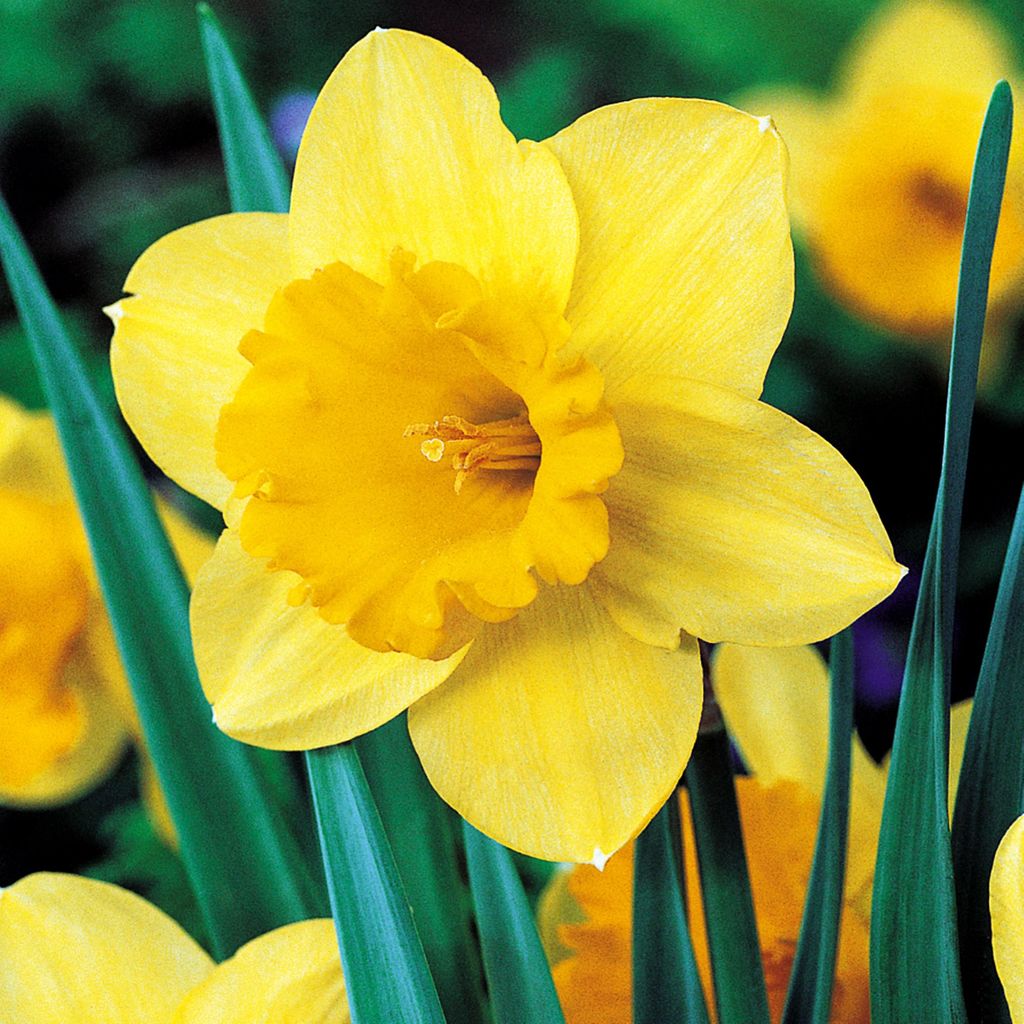 Narzissen Blumenzwiebeln Zwiebeln Blumen Großkronige Produktbild 