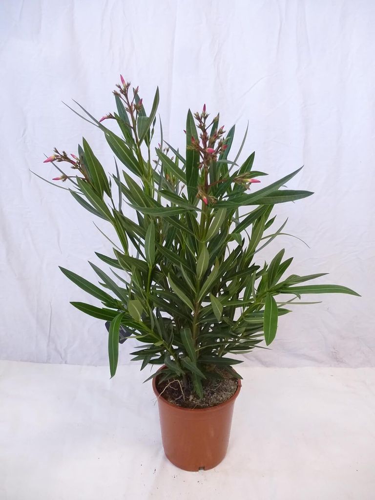 [Palmenlager] - Oleander 90 cm PINK - Pot 22 cm Ø -Busch - Produktbild 