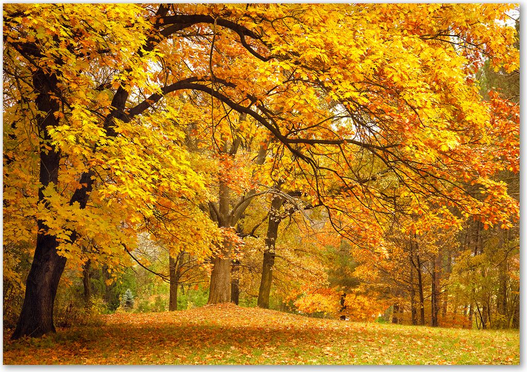 Tulup Leinwandbild - 100x70 cm - Wandkunst - Drucke auf Leinwand - Leinwanddruck - Landschaften - Gelb - Herbst im Park