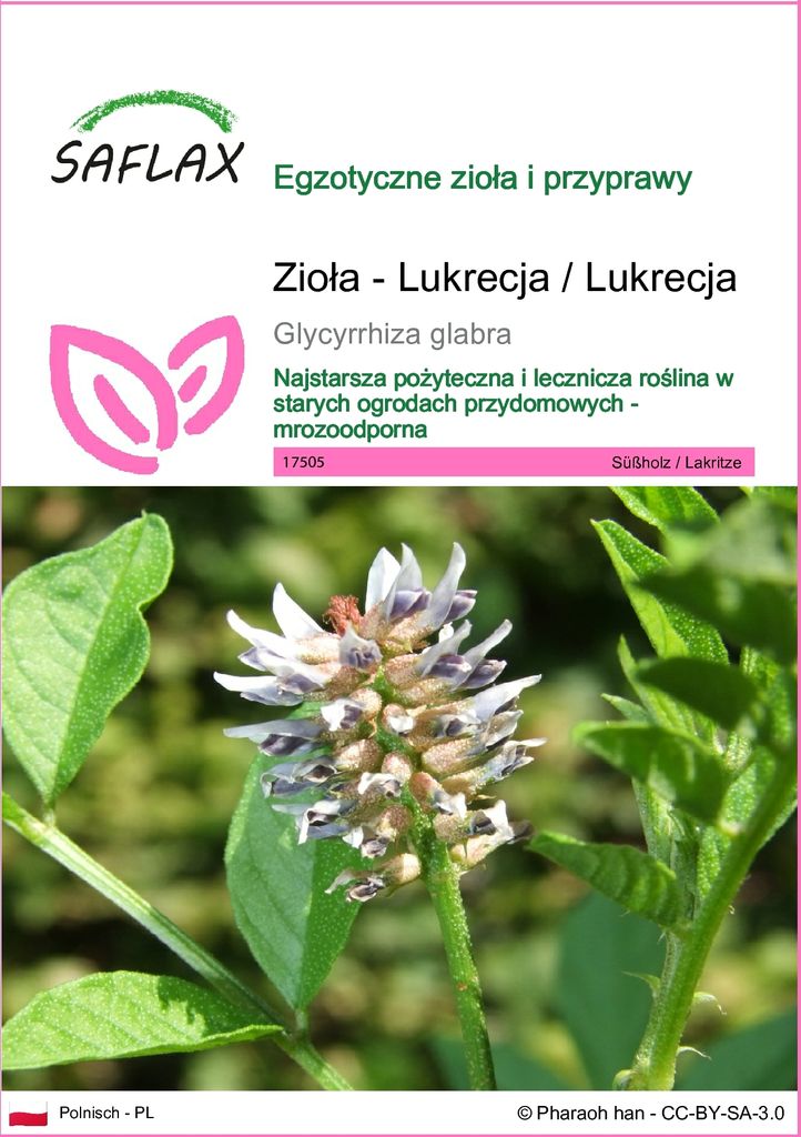 SAFLAX - Zioła - Lukrecja / Lukrecja - 30 Nasiona - Zdjęcie produktu 