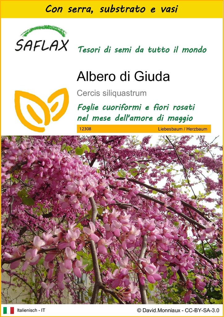 SAFLAX Insieme di coltivazione - Albero di Giuda - 60 semi Immagine del prodotto 