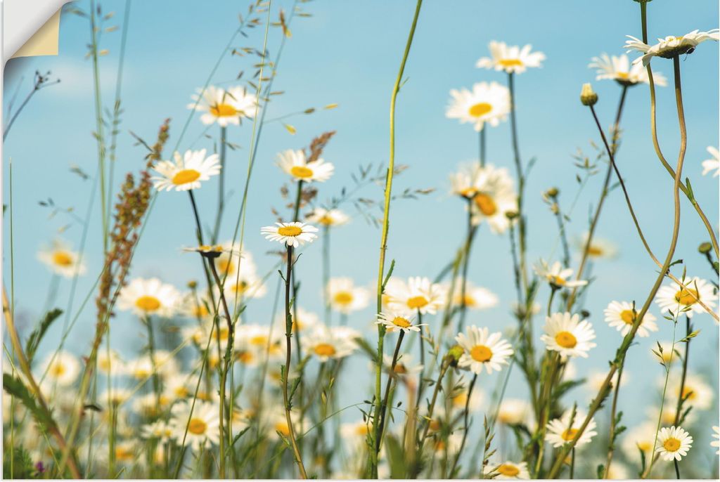 ARTland Wandbild, selbstklebend Margeriten vor Sommer Himmel Größe: 90x60 cm