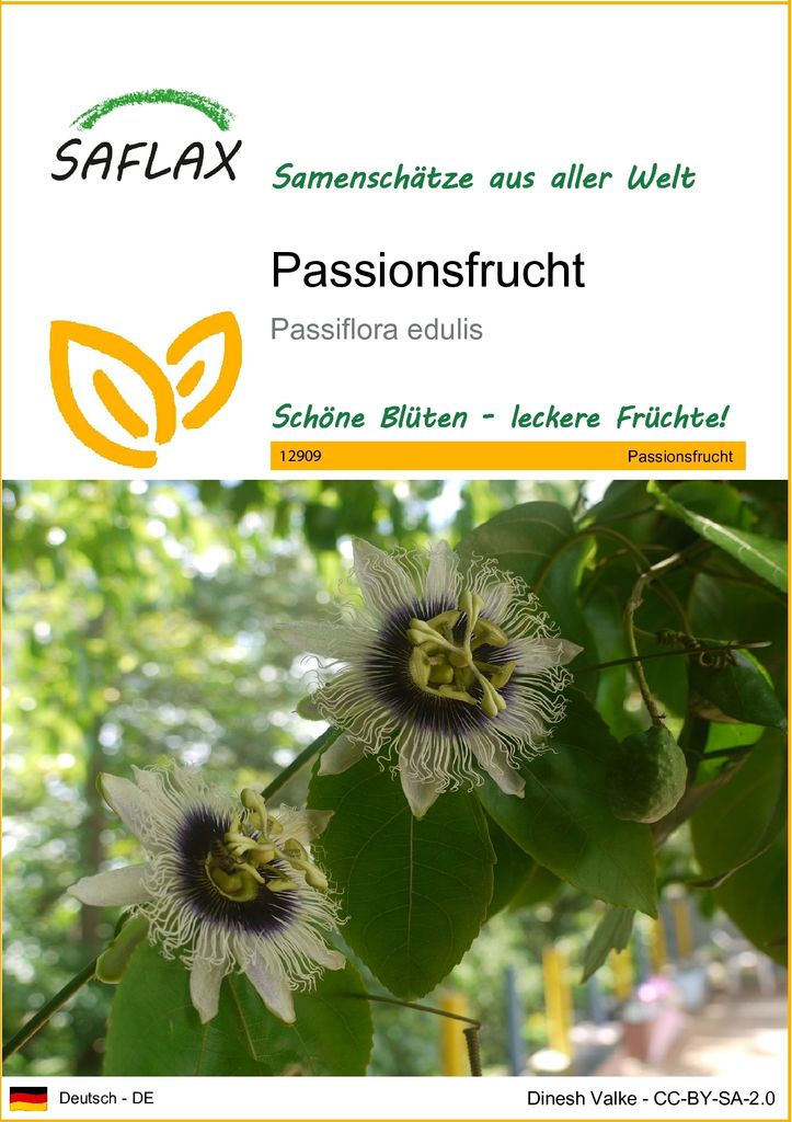 SAFLAX - Passionsfrucht - Passiflora edulis - 40 Samen Produktbild 