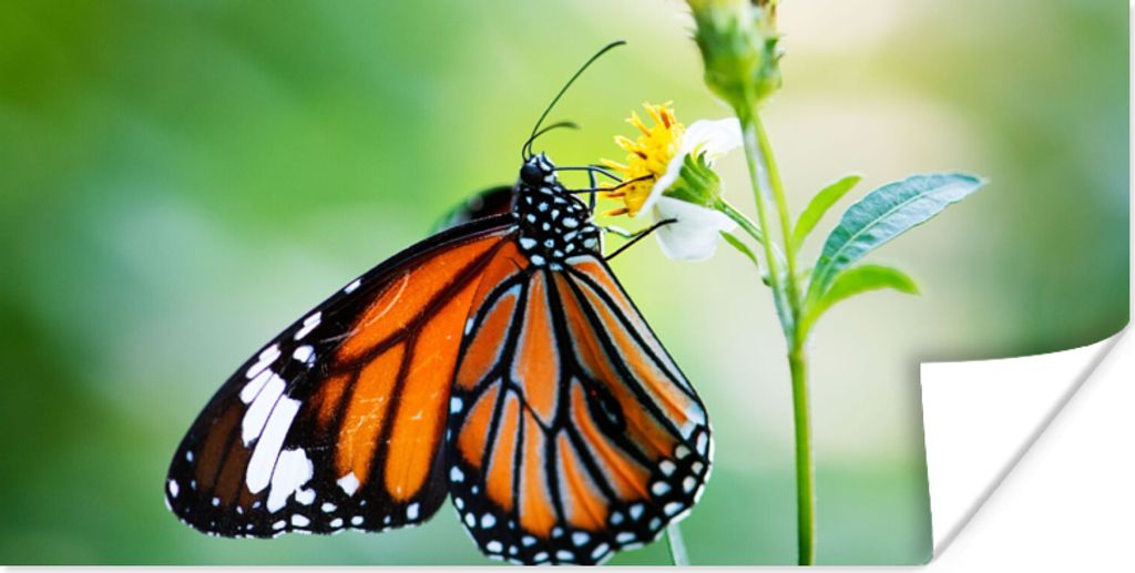 MuchoWow Poster Schmetterling - Blumen - Insekten 40x20 cm - Poster für die Wand - Poster Schlafzimmer