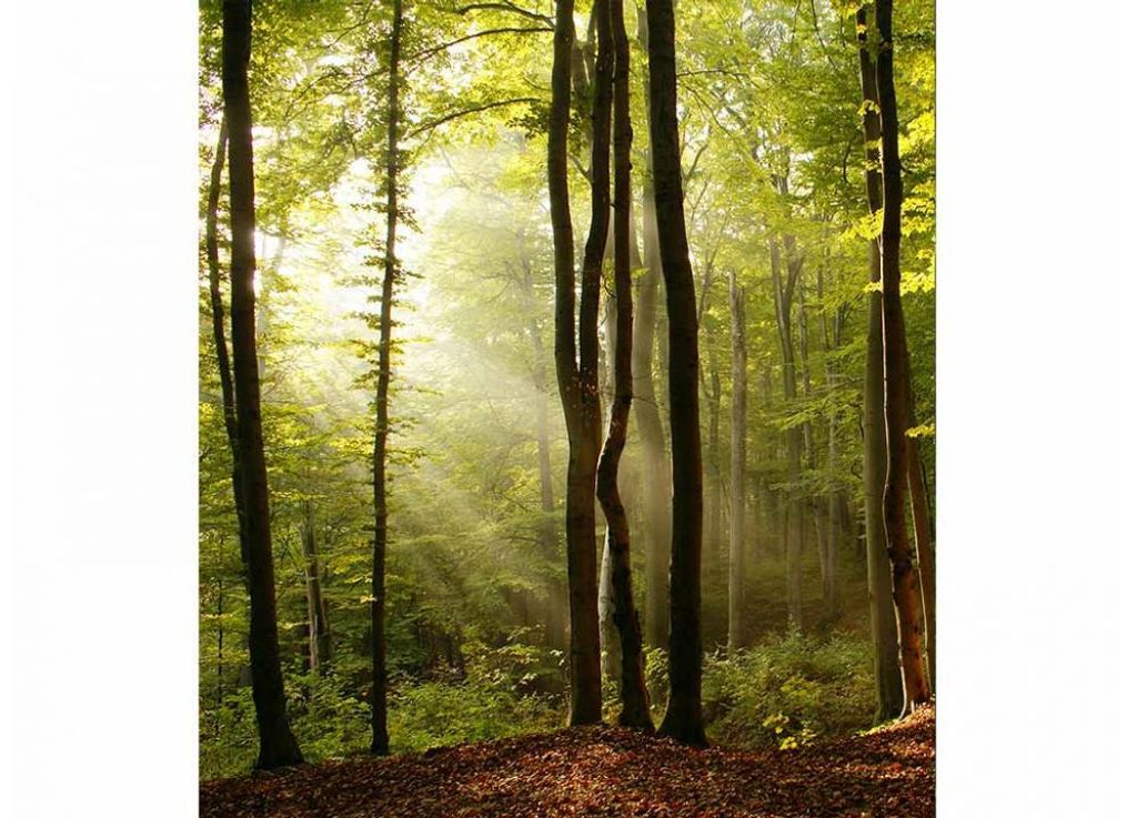 Dimex fototapeta MS-3-0098 Les 225 x 250 cm Obrázok produktu 