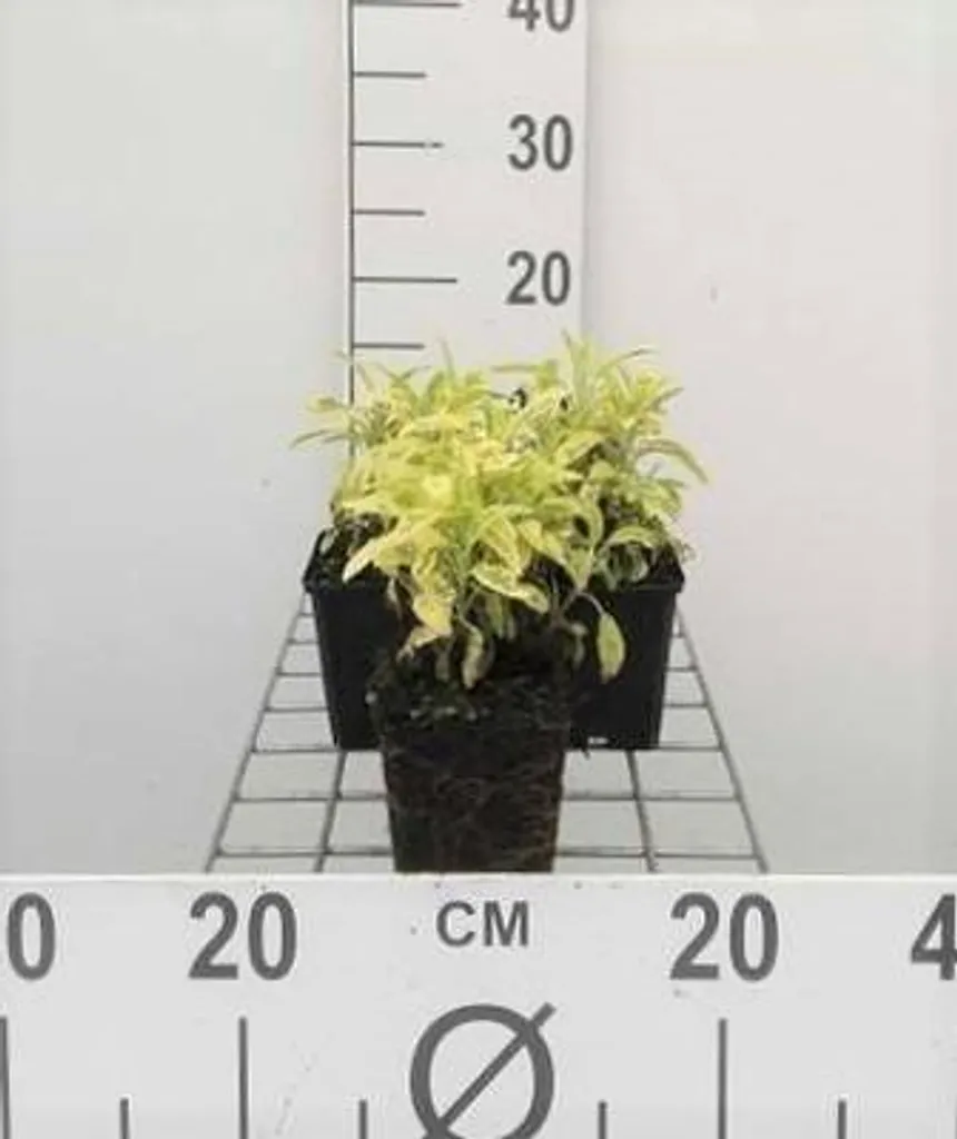 Sauge officinale Icterina Aurea - 6 plants pour jardin sec sans eau