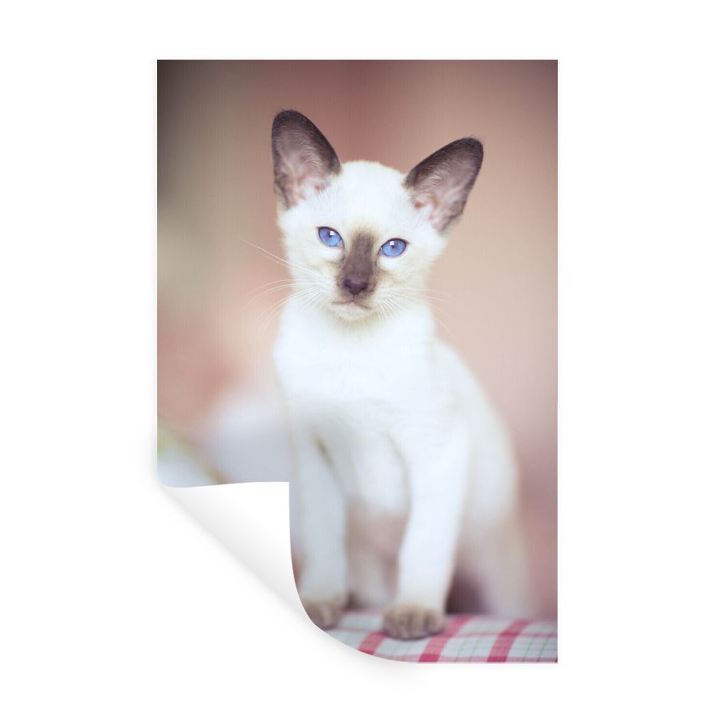 MuchoWow Wandtattoo Wandsticker Wandaufkleber Weiße Siamkatze auf einem Tischtuch 80x120 cm Selbstklebend und Repositionierbar - Repositionierba...