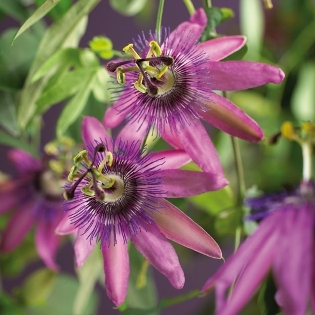 Close-up of purple passion flowers with green leaves.