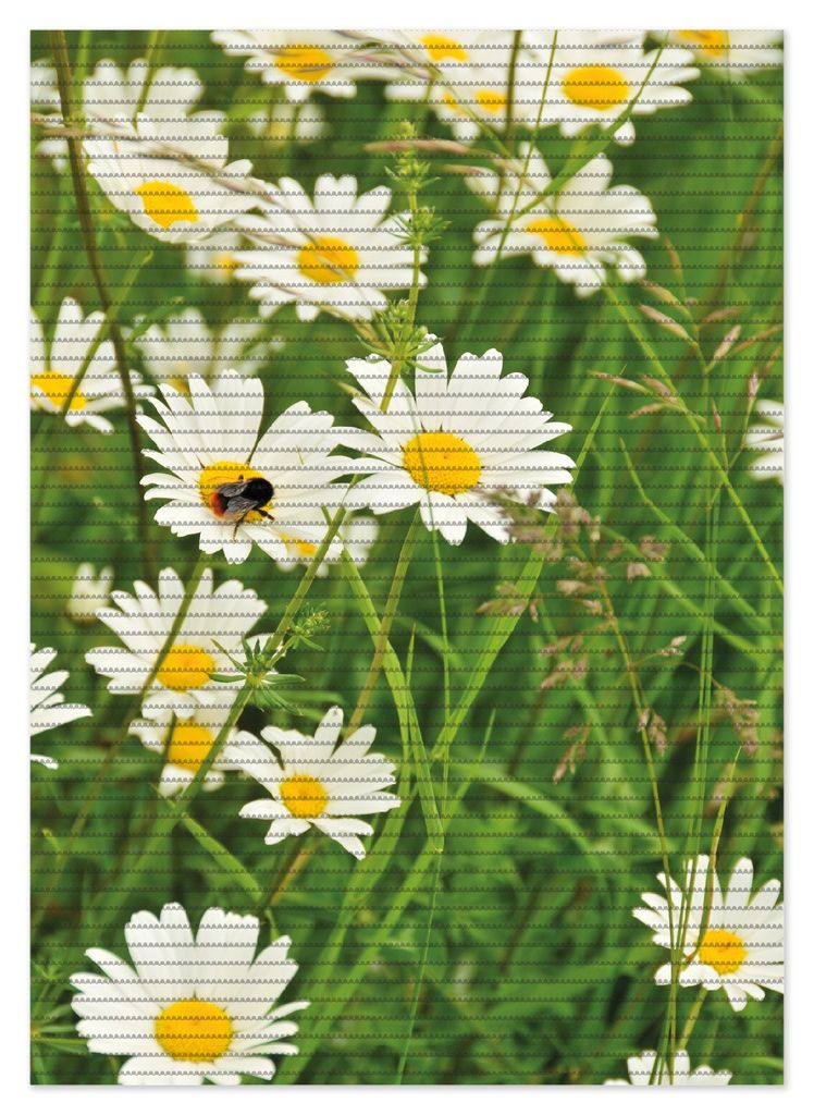Wallario Duschmatte Antirutschmatte Badmatte Fußmatte Margeritenwiese, Größe ca. 70 x 50 cm