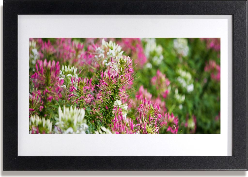 Bild 30x20 MDF-Rahmen Wandkunst Blumen Wildblumen Wiese Natur