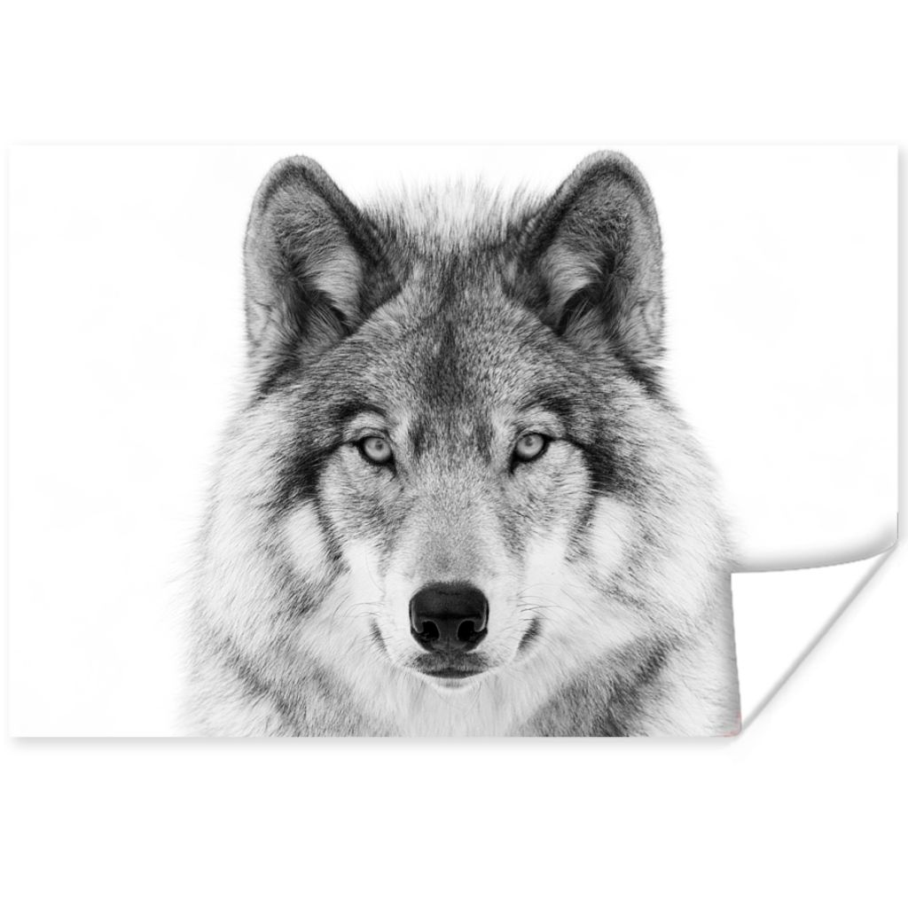 MuchoWow Poster Wolf - Tiere - Porträt - Weiß 90x60 cm - Schlafzimmer