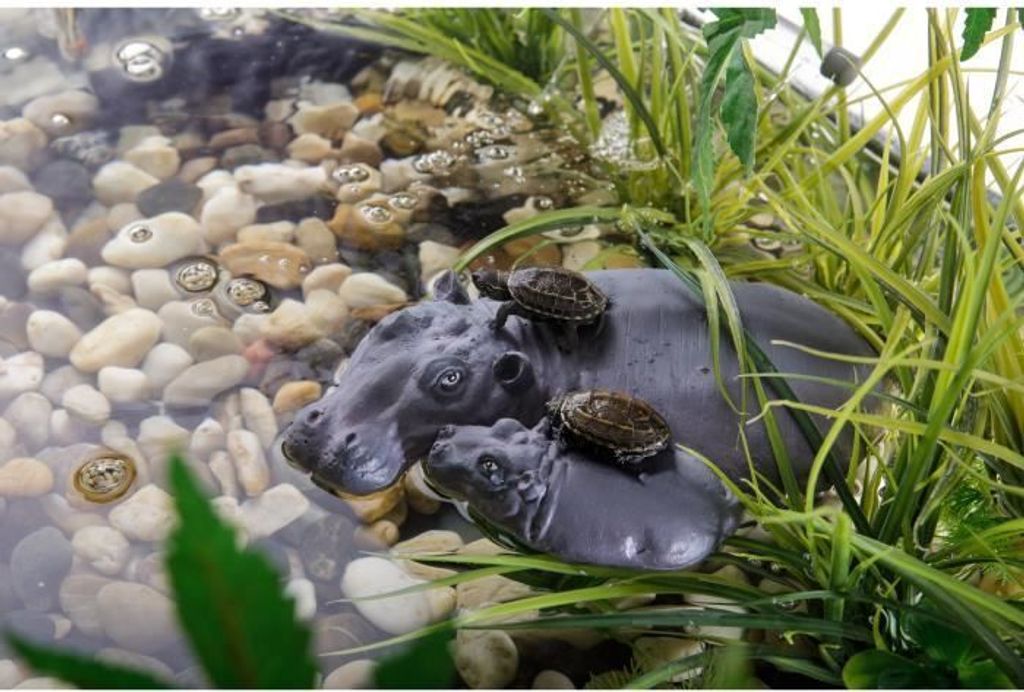 Exo Terra Turtle Island Reptilieninsel mit Saugnapf für Reptilien & Amphibien zum Ausruhen und Sonnenbaden