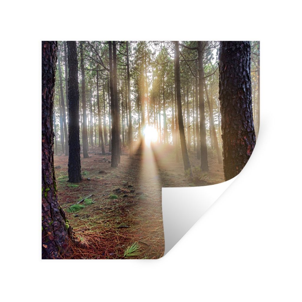 MuchoWow Wandtattoo Wandsticker Wandaufkleber Mehrere ausgewachsene Baumstämme im Wald 100x100 cm Selbstklebend und Repositionierbar - Wierderve...