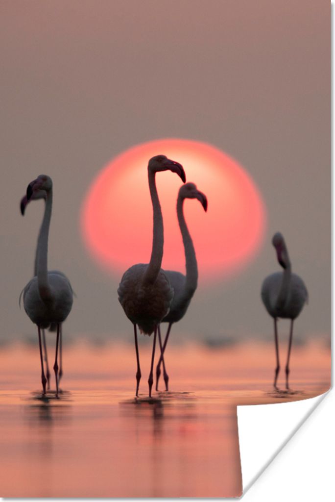 MuchoWow Poster Vogel - Flamingo - Sonnenuntergang - Rosa 20x30 cm - Papierdruck