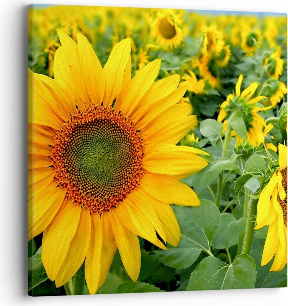 Bild auf Leinwand - Leinwandbild - Wolken Sonnenblumen Plantagen - 40x40cm - Wand Bild - Wanddeko - Leinwanddruck - Bilder - Kunstdruck - Wanddekor...