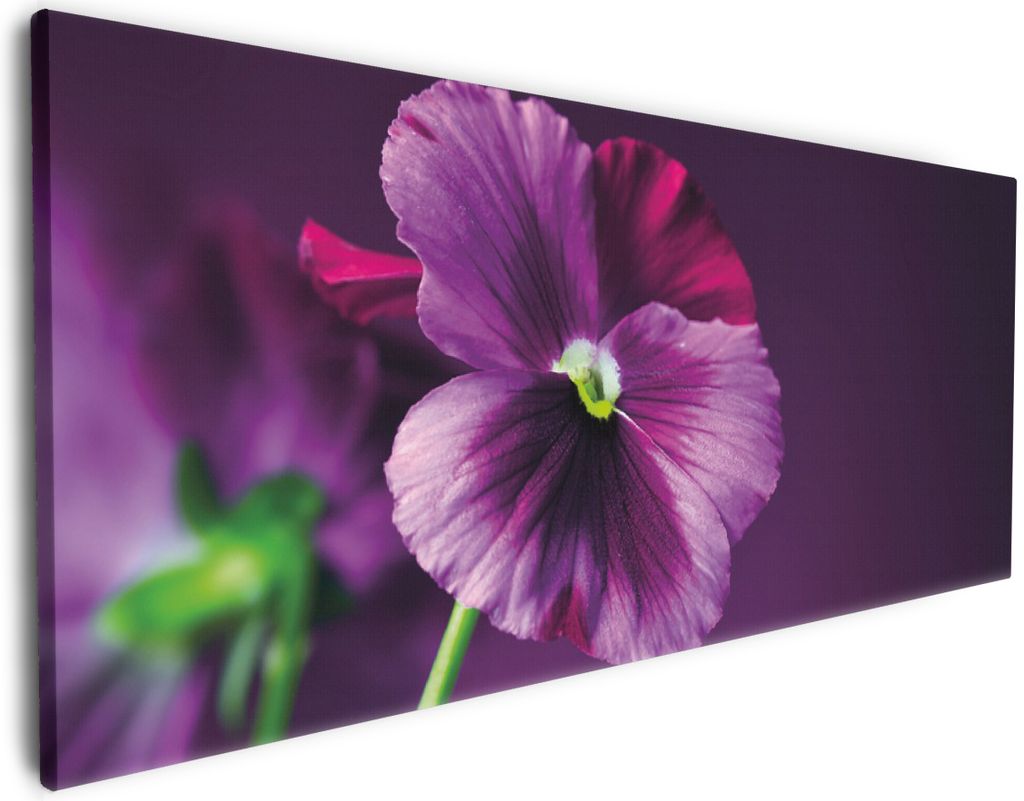 Wallario Premium Leinwandbild Lila Stiefmütterchen in Größe 80 x 200 cm