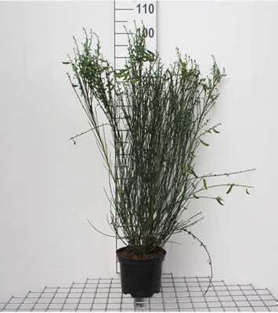 Cytisus (s) 'Lena' - Metla 40- 60 cm Kontajner Obrázok produktu 
