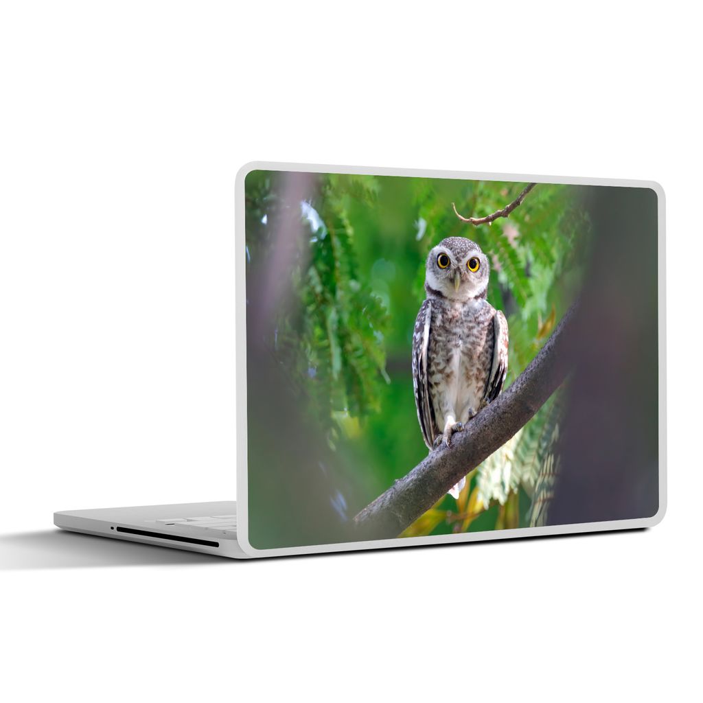 MuchoWow Laptop Aufkleber Sticker Cover Eule auf Ast sitzend 40x30 cm - Laptop Dekoration - Selbstklebend