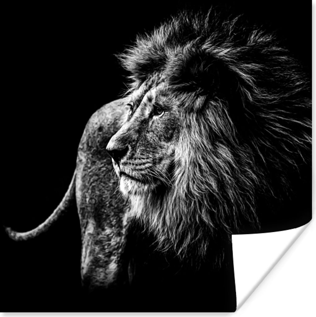 MuchoWow Poster Tiere - Wild - Löwe - Schwarz - Weiß 50x50 cm - Wohnzimmerdekoration