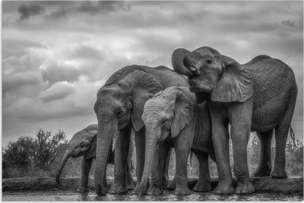 MuchoWow Poster Elefant - Tiere - Wasser - Schwarz und weiß 60x40 cm - Schlafzimmerdekoration