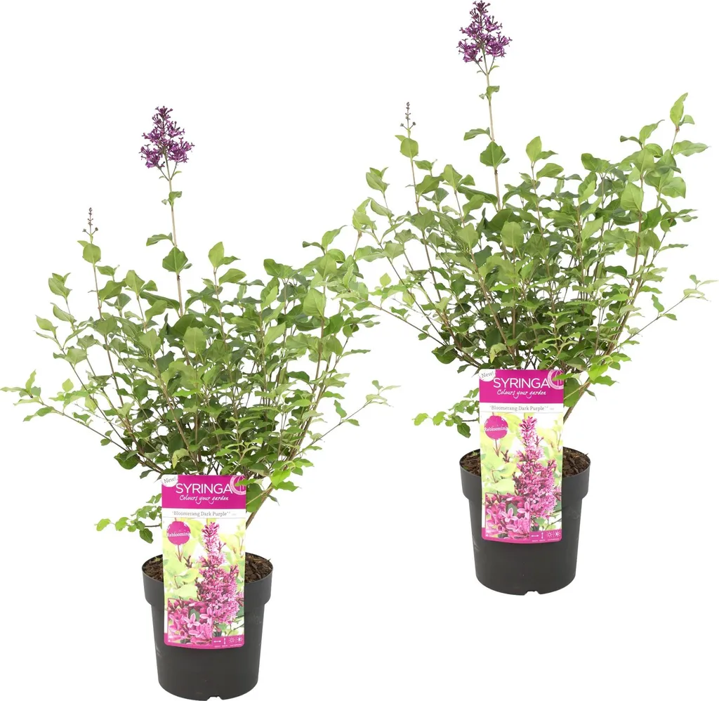 Syringa Bloomerang Violet Foncé - Lilas à Floraison Longue Durée - 50 cm