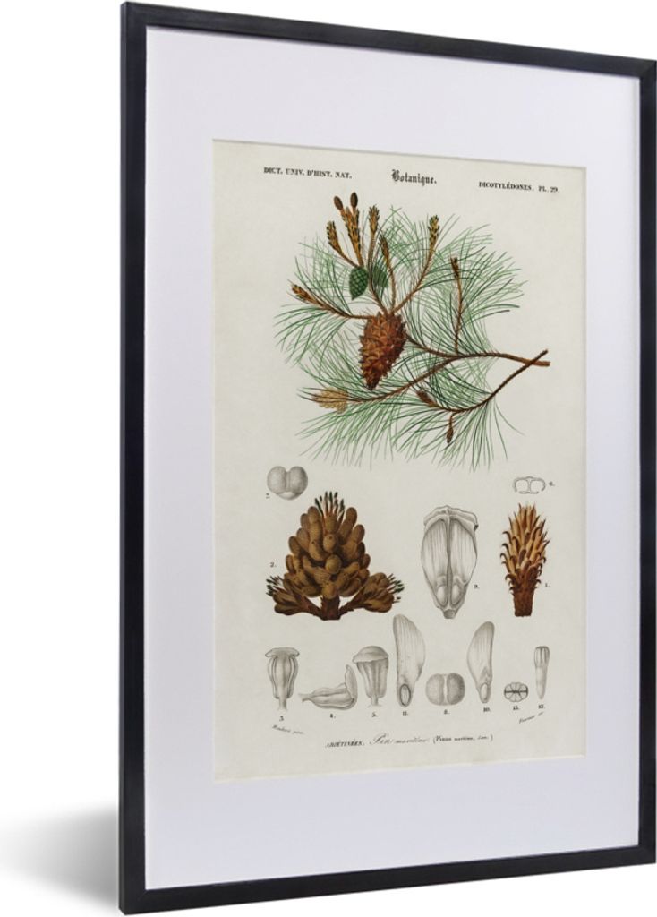 MuchoWow MuchoWow Gerahmtes Poster Baum - Vintage - Saatgut 40x60 cm - Poster mit zchwarzem Bilderrahmen - Poster in Rahmen