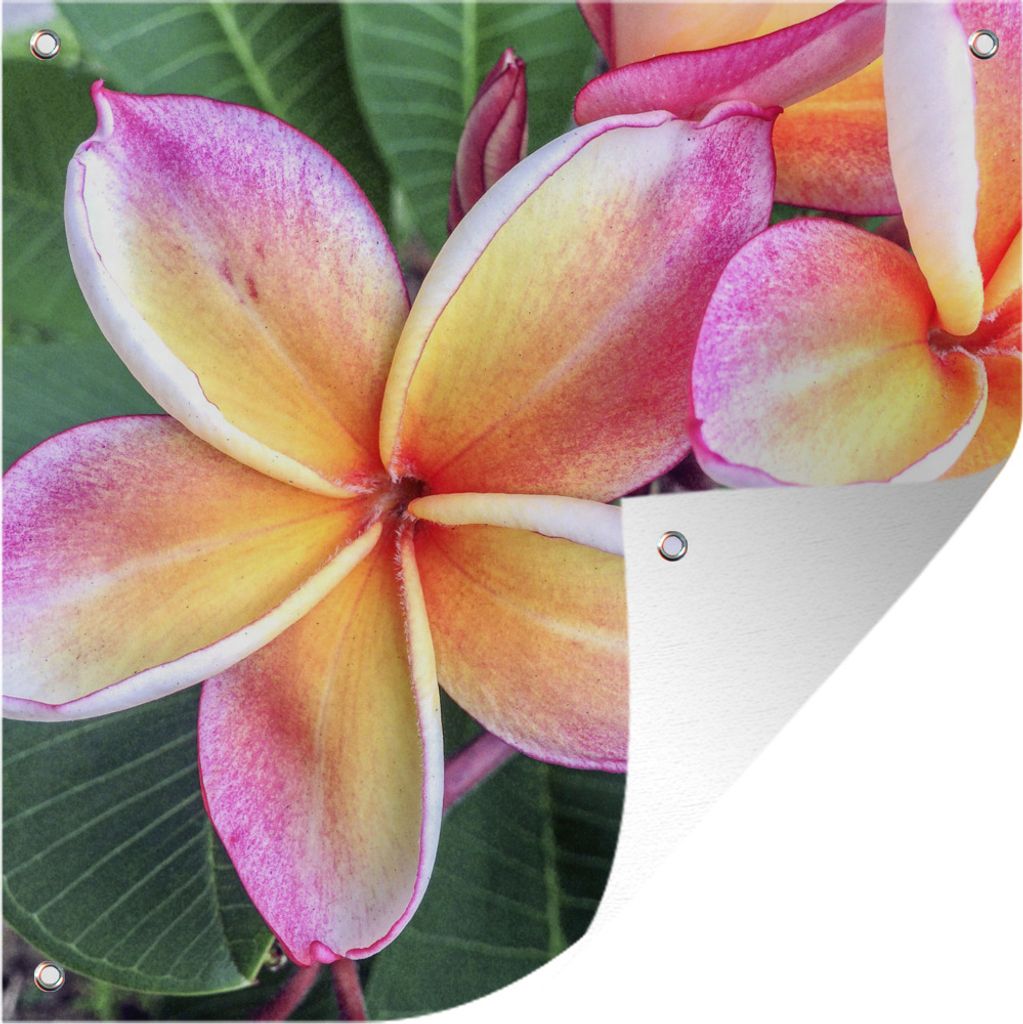 MuchoWow 100x100 cm Outdoor-Poster Gartendeko Sichtschutz Garten Poster für den Garten Bunte Plumeria-Blüten in Singapur
