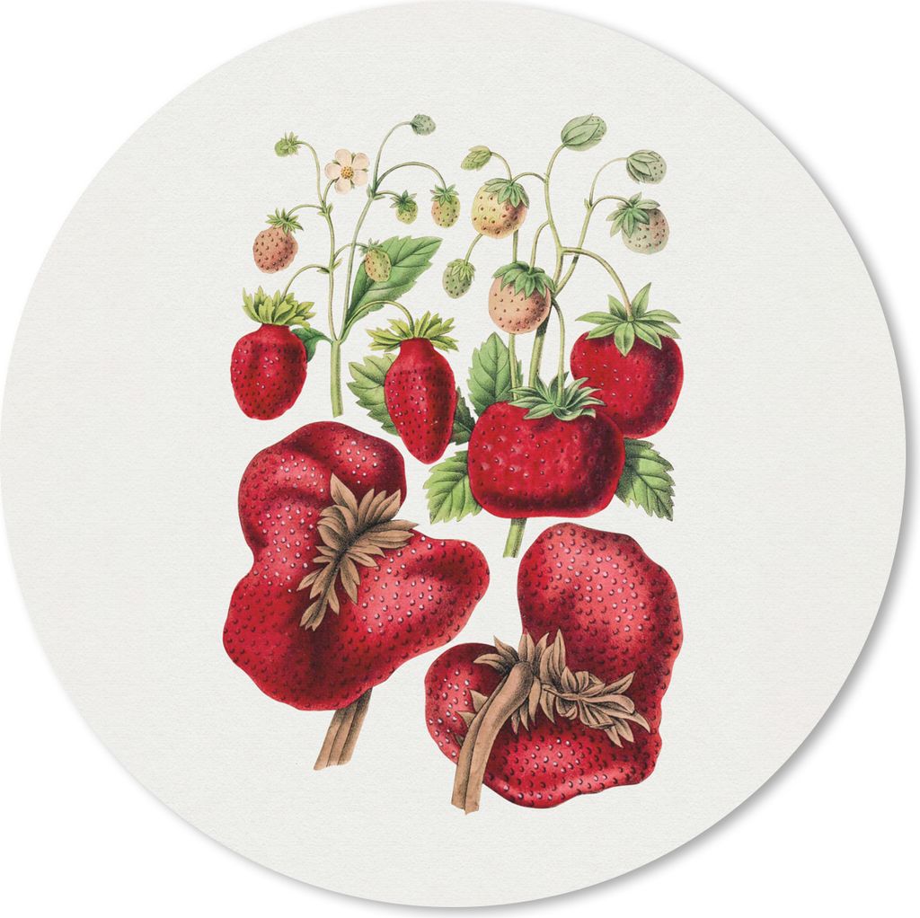 MuchoWow Mauspad Mousepad Erdbeeren - Obst - Lebensmittel 40x40 cm - Mousepads - Maus Mat - Pad - Mausunterlage - Schreibtisch Accessoires