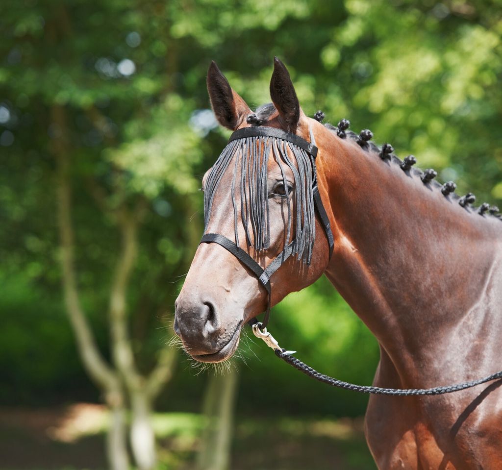 BUSSE Halfter Weide- Fransen Stallhalfter Schwarz VB