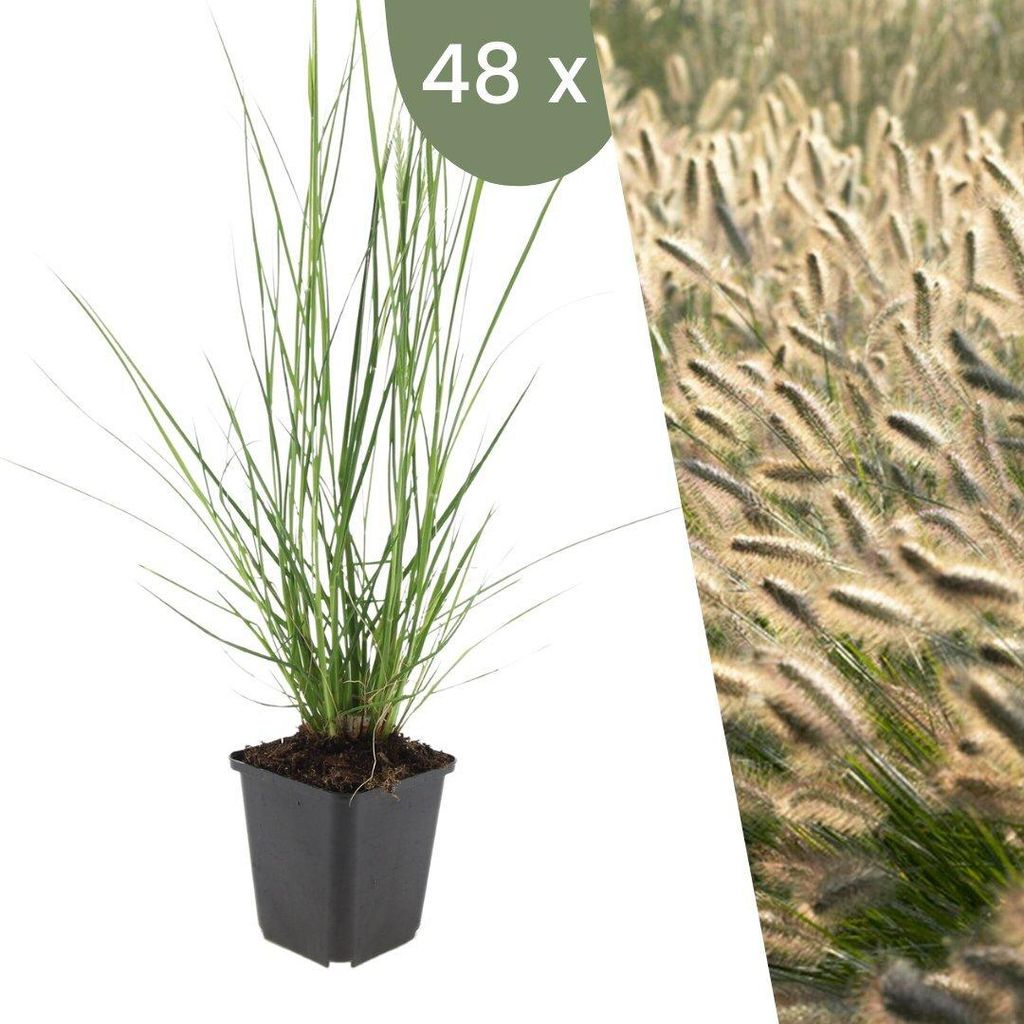 Plants by Frank | 48 Lampenputzergras Pflanzen | Pennisetum Alopecuroides 'Hameln' | Bodendecker | Winterhart | Gartenpflanzen