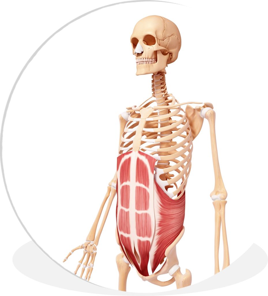 MuchoWow - Wand-Kreis - Wohnzimmer - Bild - Runde - Wanddeko - Dibond - Kunstdrucke