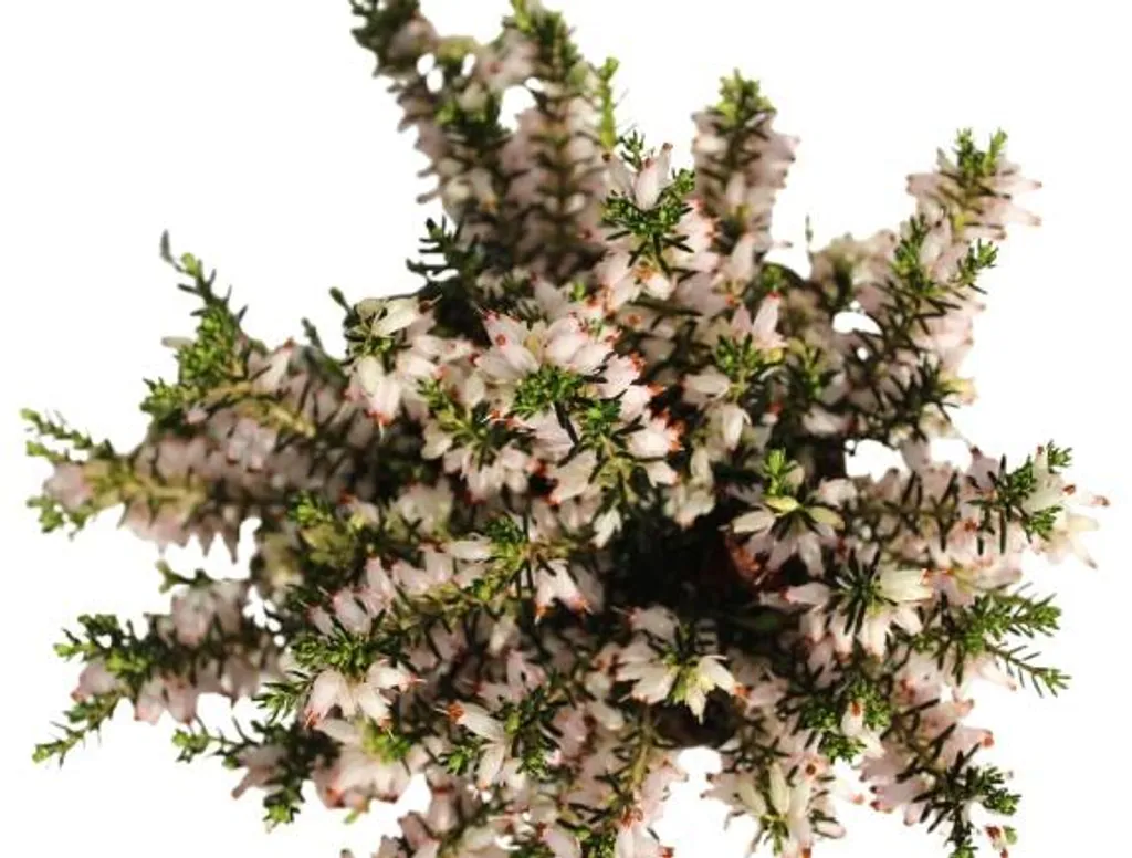 20 Erica carnea Kathy Bruyère d'hiver - Lot de 20 godets de 9cm rustiques